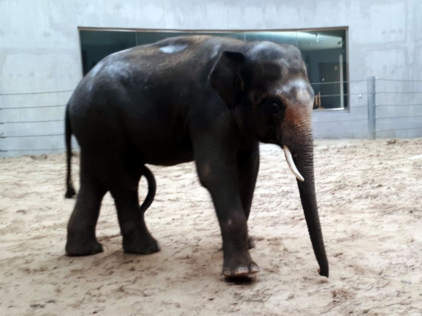 Николаевский зоопарк мог остаться без слонов из-за чумы свиней в Венгрии