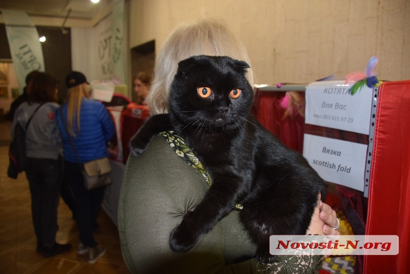 В Николаеве прошла выставка кошек. ФОТО