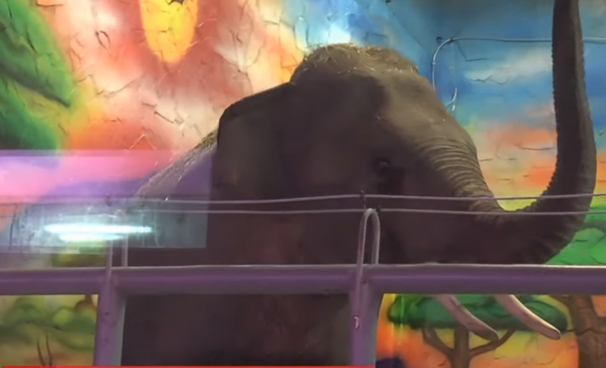 Спустя 10 лет в зоопарке Николаева снова есть слоны: как встретили Шанти и Динкара. ВИДЕО