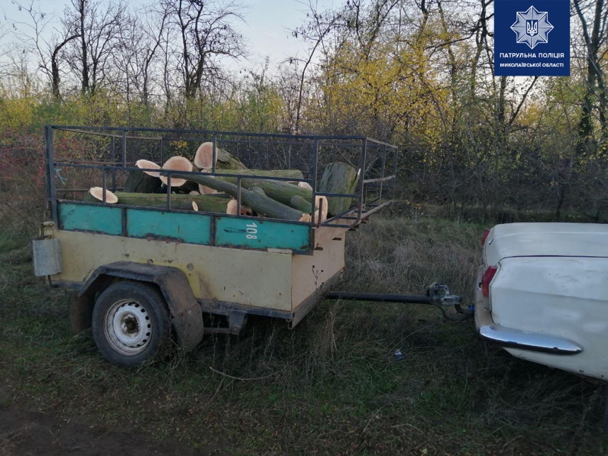В Николаеве поймали «лесорубов», которые средь бела дня спилили около 10 деревьев