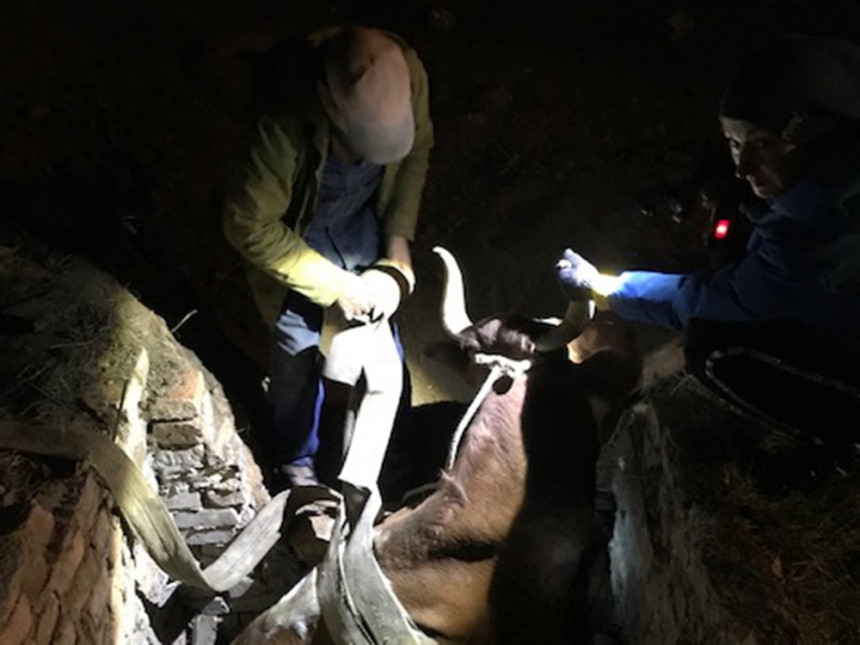 Нелегкая это работа: николаевские спасатели вытащили из ямы корову «с избыточным весом»