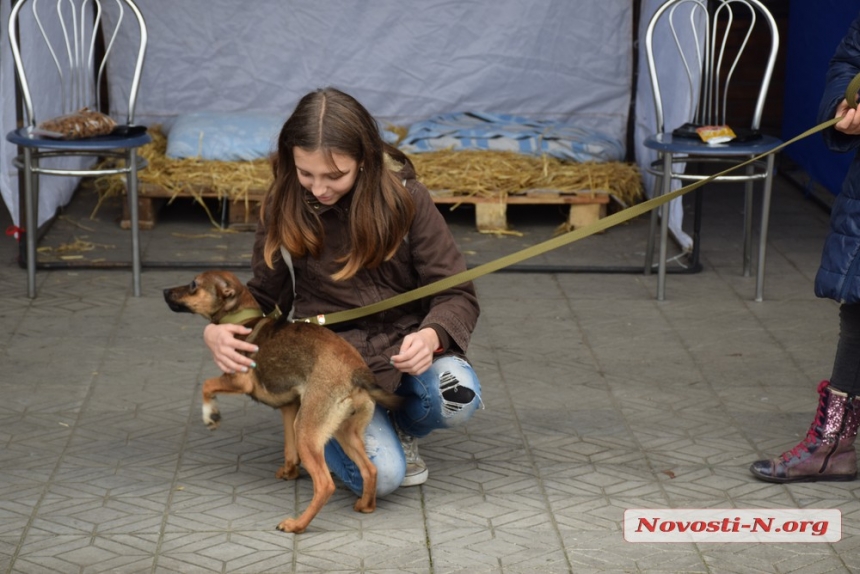 В Николаеве на выставке «Счастье не имеет породы» семь собак обрели «родителей»