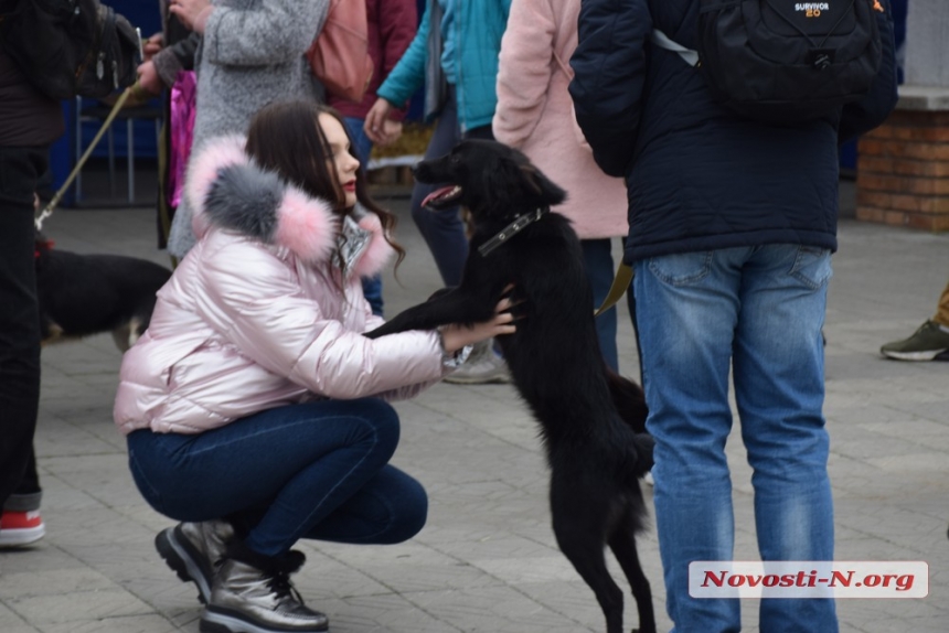 В Николаеве на выставке «Счастье не имеет породы» семь собак обрели «родителей»