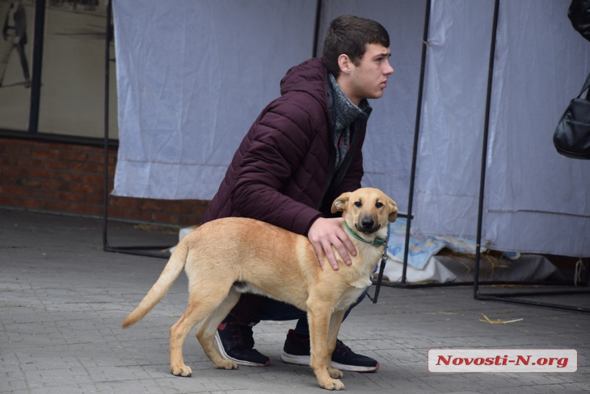 В Николаеве на выставке «Счастье не имеет породы» семь собак обрели «родителей»