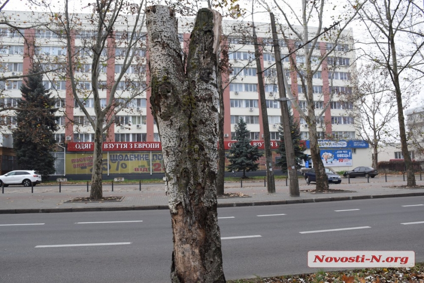 На Центральном проспекте города на тополях массово растут грибы