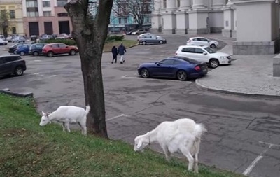 В центре Киева под министерством паслись козы