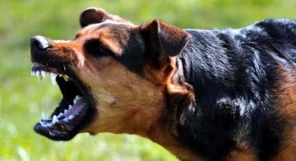 В Николаеве женщина требует от горвласти 500 тысяч гривен за укус бешеной собаки
