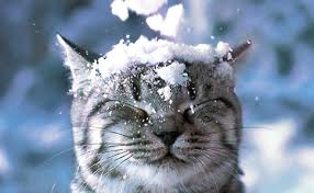 В Николаеве первый снег обещают уже во вторник