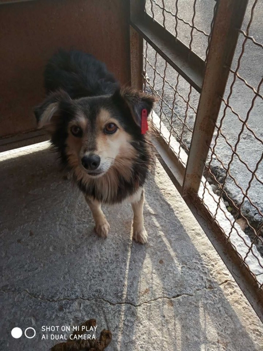 В «Центре защиты животных» просят николаевцев забрать собак — на КП нет денег и корма