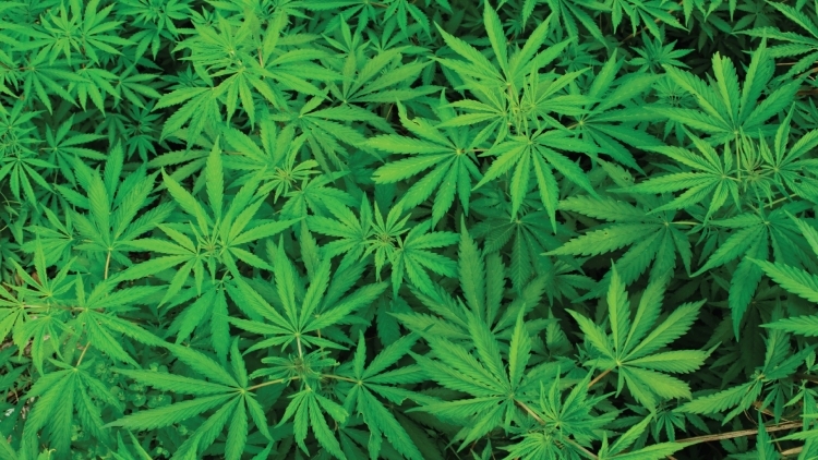 На Николаевщине суд впервые в Украине оправдал человека за выращивание марихуаны для лечения