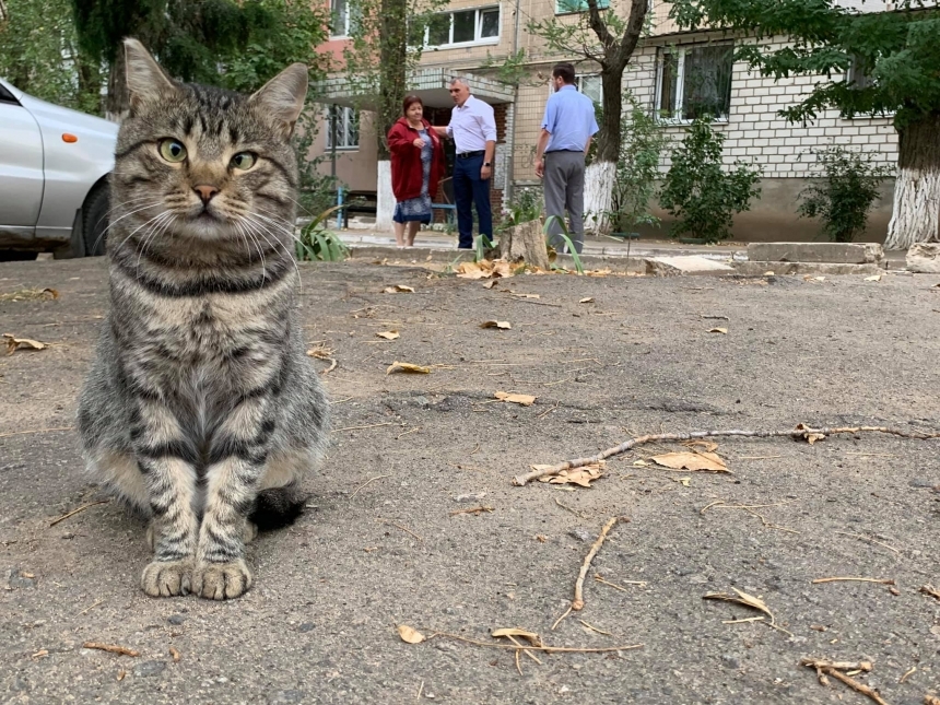 В Николаеве депутаты рассмотрят решение о том, что коты — это часть экосистемы города