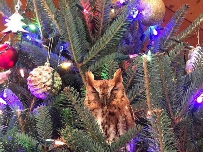 В США девочка обнаружила на рождественской елке живую сову