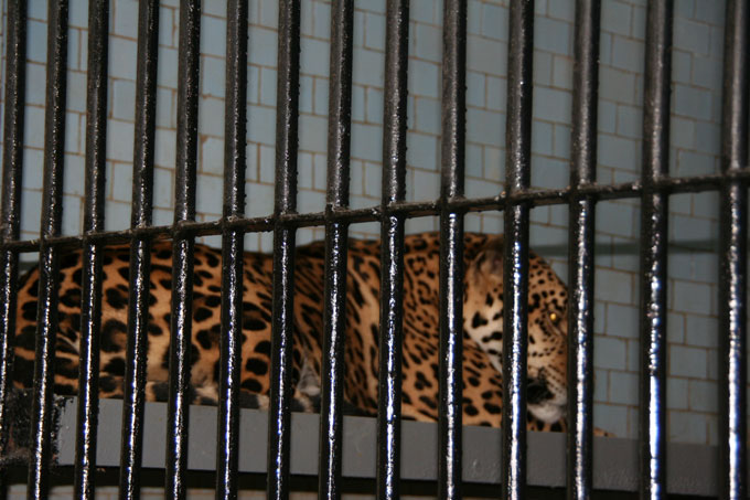 В николаевском зоопарке появился ягуар по кличке Амиго
