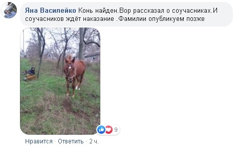 В Николаеве мужчина украл коня: вывел из конной базы, чтобы «показать покупателям»