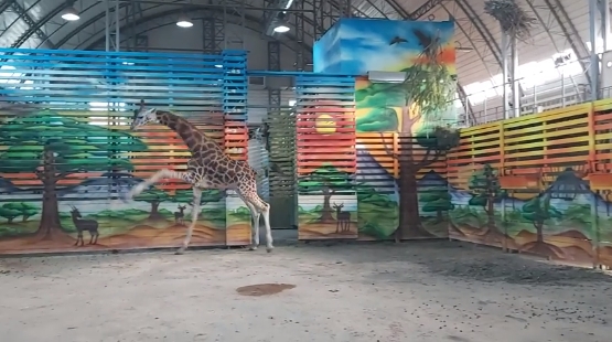 Танцы жирафа Нуру показали в Николаевском зоопарке. ВИДЕО