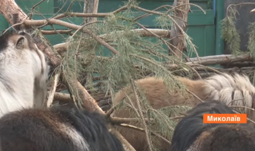 В Николаевском зоопарке показали, что делают с елками. ВИДЕО