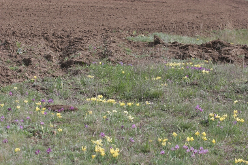 В Березанке уничтожено несколько гектаров, на которых росли краснокнижные цветы