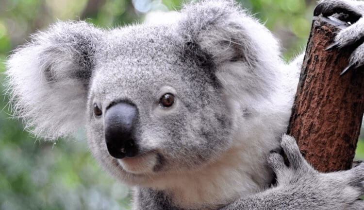 Волонтеры отправили в Австралию 6 самолетов с перчатками для коал