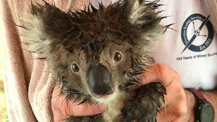 На вырубленном участке леса в Австралии нашли кладбище диких коал