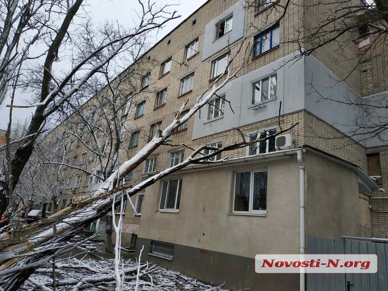 В Николаеве из-за непогоды рухнули два дерева: одно разбило автомобиль, второе упало на дом