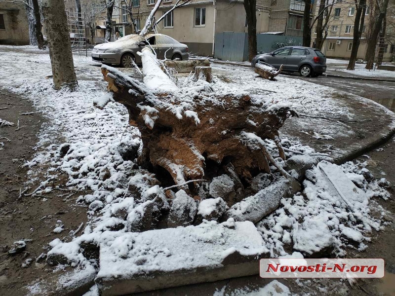 В Николаеве из-за непогоды рухнули два дерева: одно разбило автомобиль, второе упало на дом