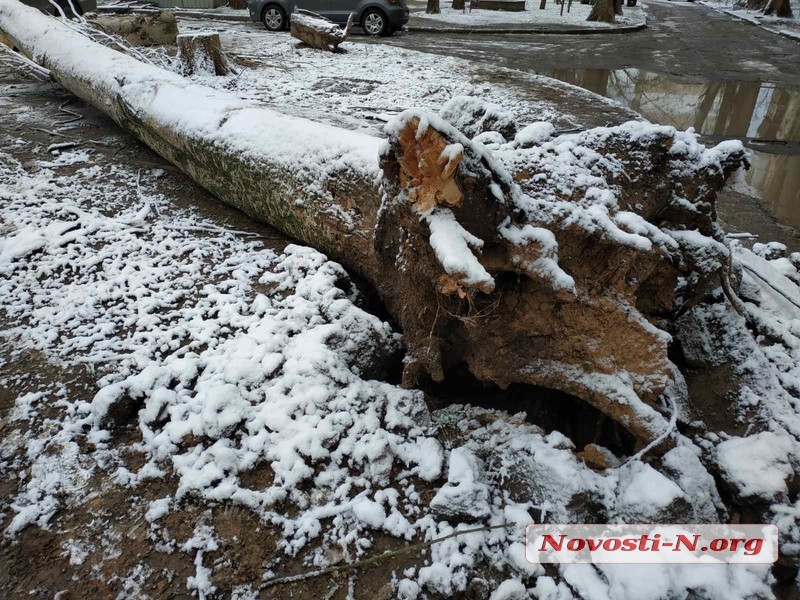В Николаеве из-за непогоды рухнули два дерева: одно разбило автомобиль, второе упало на дом