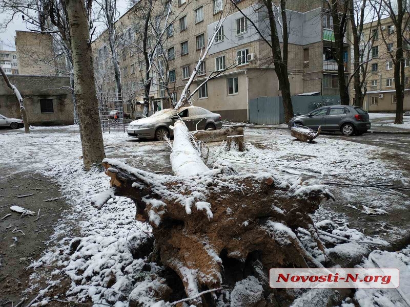 В Николаеве из-за непогоды рухнули два дерева: одно разбило автомобиль, второе упало на дом