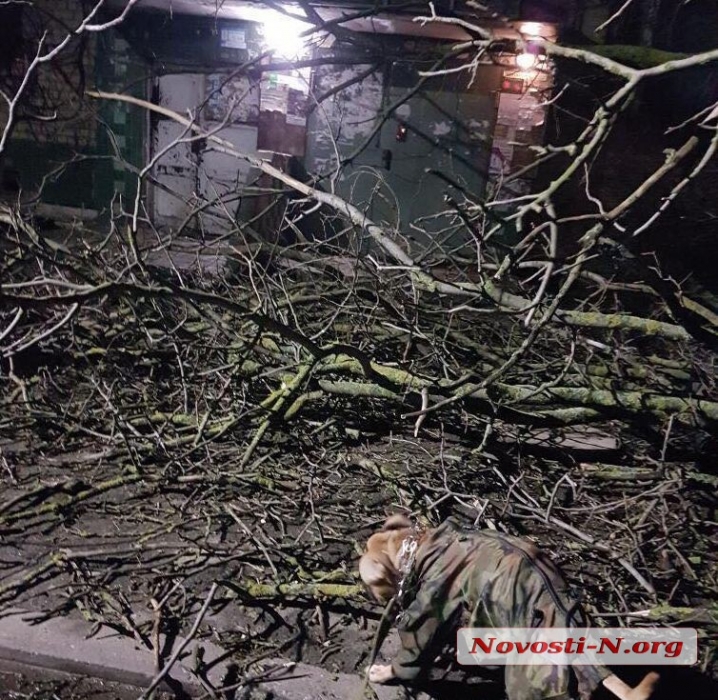 Поваленные деревья и бигборды: как в Николаеве прошла ветреная ночь