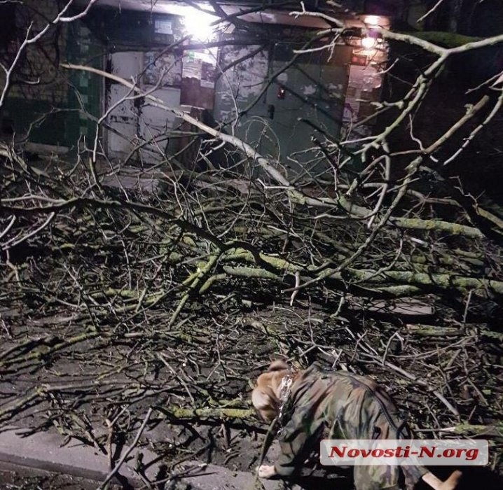 Непогода в Николаеве: падающие деревья и скользкая площадь. ФОТОРЕПОРТАЖ