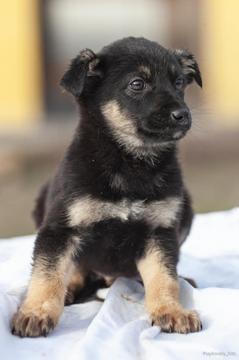 В Николаеве КП «Центр защиты животных» ищет хозяев для щенков и взрослых собак