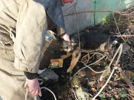 В Первомайске спасатели освободили застрявшую между гаражей собаку