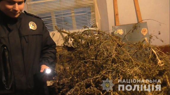На Николаевщине у местного жителя нашли «деревья» конопли 