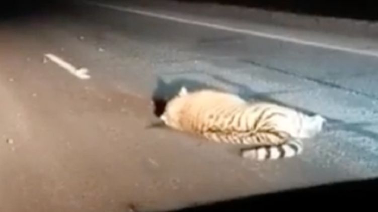 В России автобус насмерть сбил амурского тигра. Фото