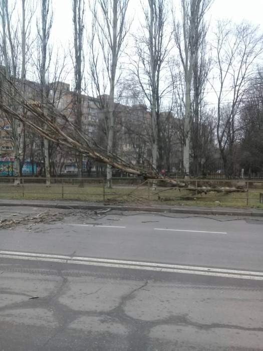 В Николаеве штормовой ветер валит деревья: повреждены автомобили, перекрыты улицы. ОБНОВЛЯЕТСЯ