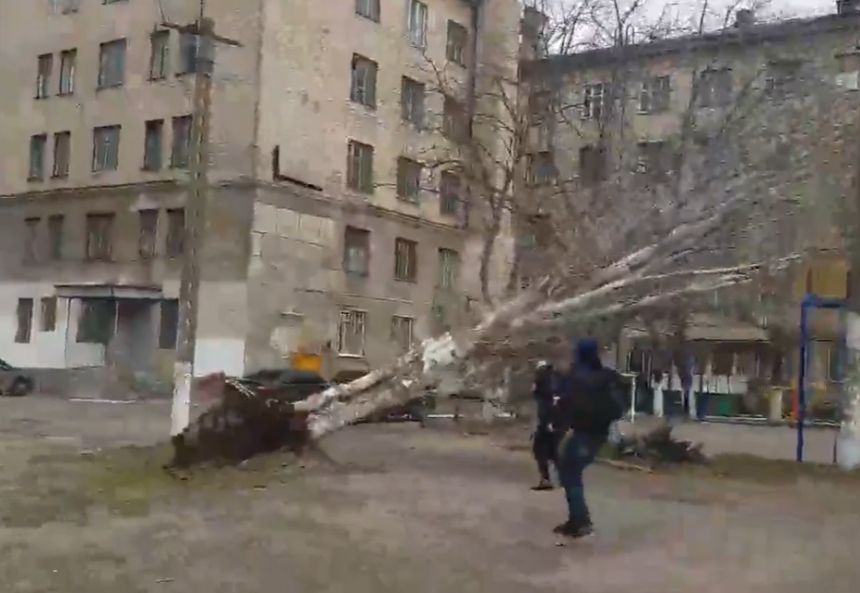 В Николаеве сняли на видео, как ветер вывернул с корнем огромный тополь