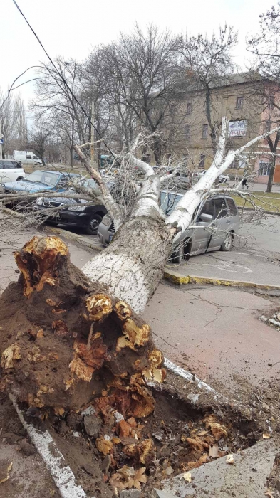 В Николаеве штормовой ветер валит деревья: повреждены автомобили, перекрыты улицы. ОБНОВЛЯЕТСЯ