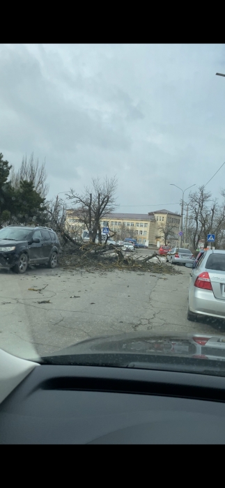 В Николаеве штормовой ветер валит деревья: повреждены автомобили, перекрыты улицы. ОБНОВЛЯЕТСЯ