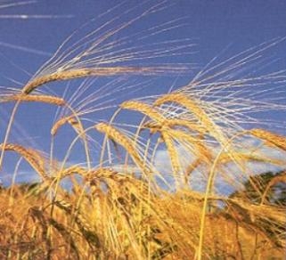 "Нибулон" намерен поставить в Иорданию 100 тыс. тонн пшеницы на $28,8 млн