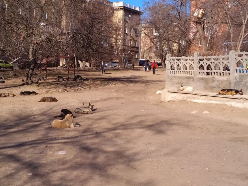 В Николаеве возле детского сада поселилась стая бездомных собак