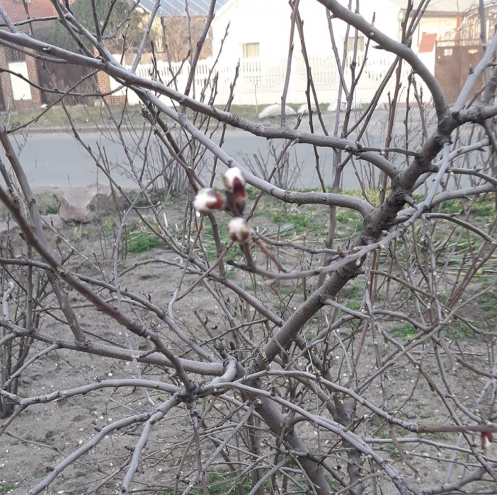 В Николаеве в начале весны зацвел абрикос