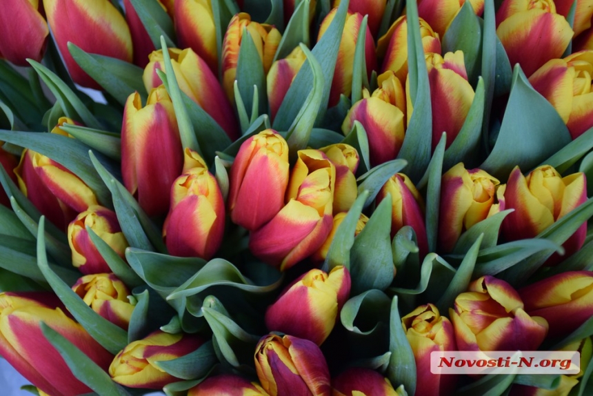 Тюльпаны и розы: есть ли предпраздничное подорожание на цветочном рынке Николаева