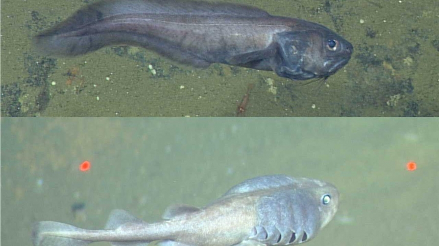 В Калифорнии обнаружены новые виды рыб