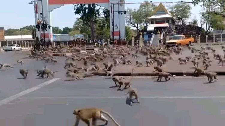 Стаи голодных обезьян дерутся за еду на опустевших без туристов улицах городов Таиланда. Видео