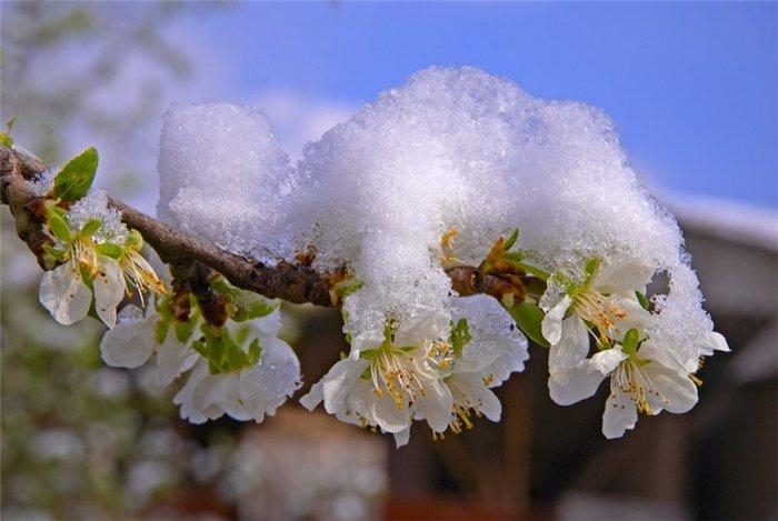 В Украину идут снега, метели, гололед и заморозки, - ГСЧС 
