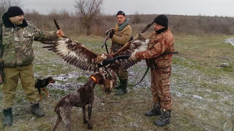В Одесской области полицейские убили редкого орла, внесенного в Красную книгу