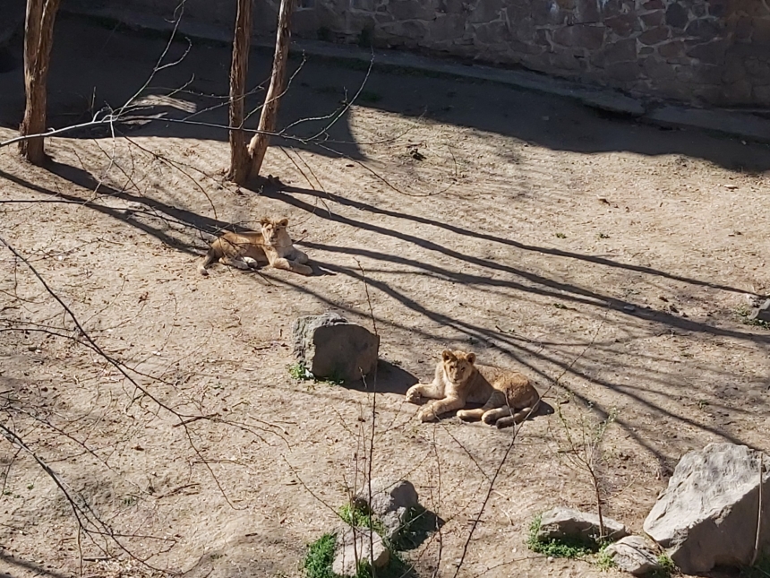 В Николаевском зоопарке показали «весну в карантине». Фото