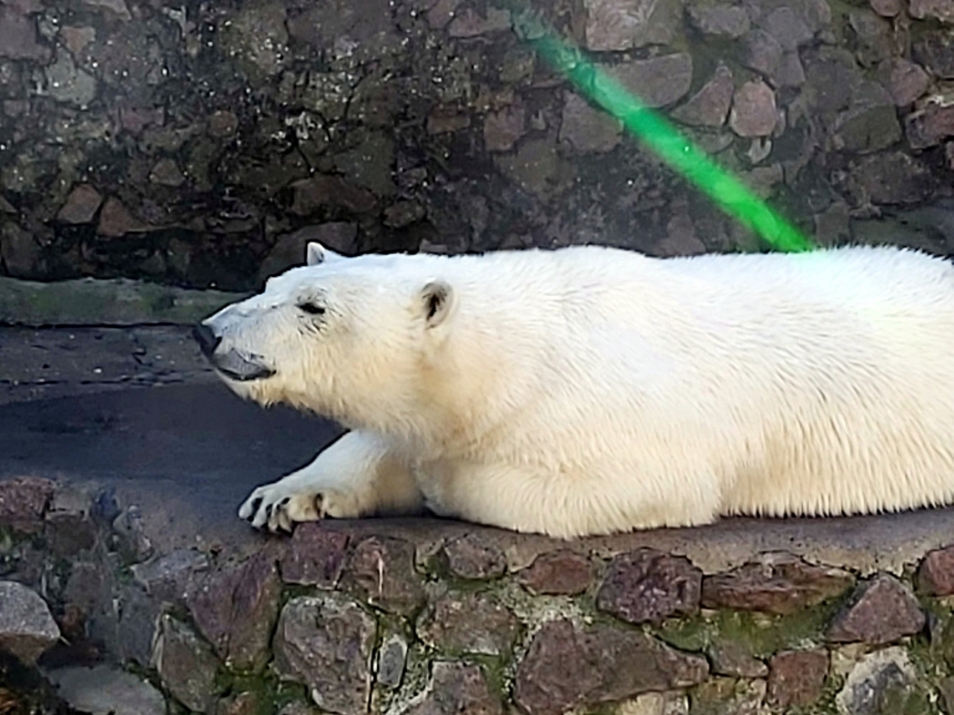 В Николаевском зоопарке показали «весну в карантине». Фото