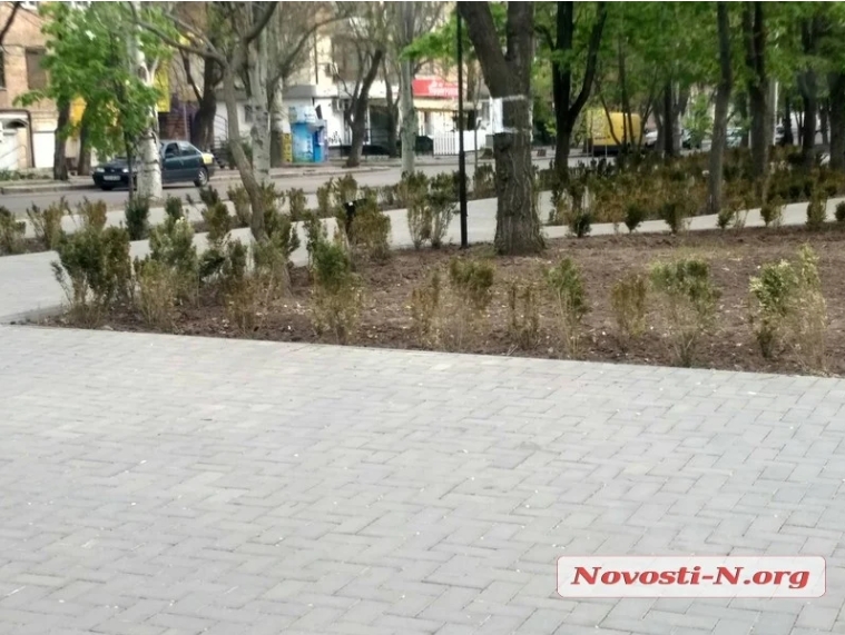 В Николаевском сквере досадили «потерявшуюся» 1000 кустов самшита