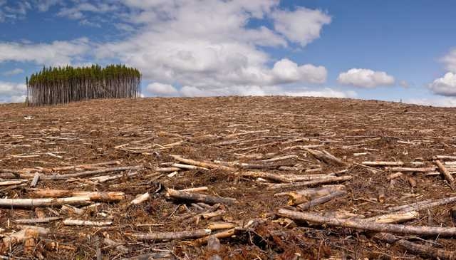 На Николаевщине вырубили в 10 раз больше леса, чем посадили