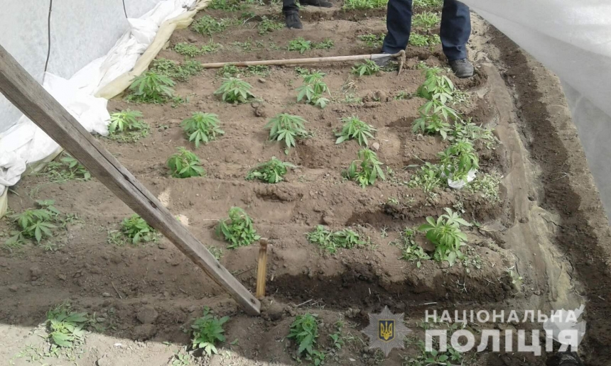 На Николаевщине поймали мужчину, который в теплице выращивал кусты конопли
